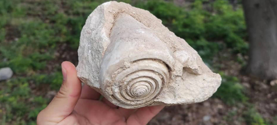 Mersin'de salyangoz fosili bulundu