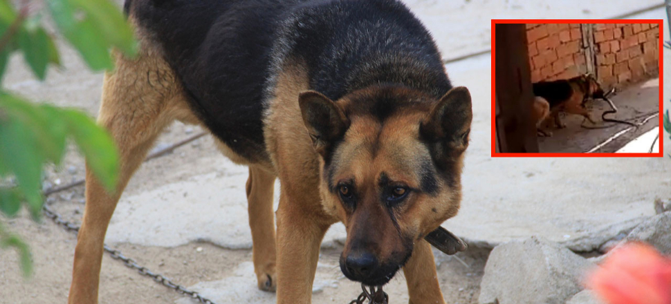 Çanakkale'de kurt köpeği, eve girmeye çalışan yılanı parçaladı