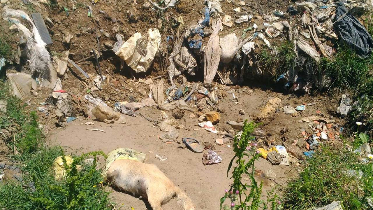Çöp yığınları içinde açılmış çukurda 17 köpek ölüsü bulundu