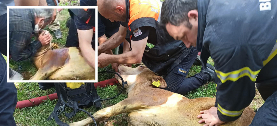 Dumandan etkilenen danaya hayat öpücüğü