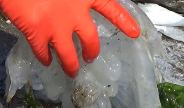 Uyarı geldi: Ölü bile olsa dokunmayın...