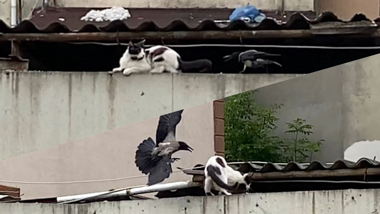 Anne karga yavrusunu ve yuvasını böyle korudu