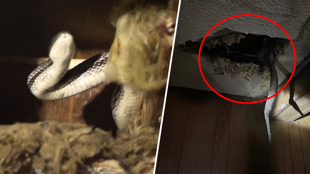 Sızdıran tavandan yılanlar döküldü! İşte dehşete düşüren o anlar...