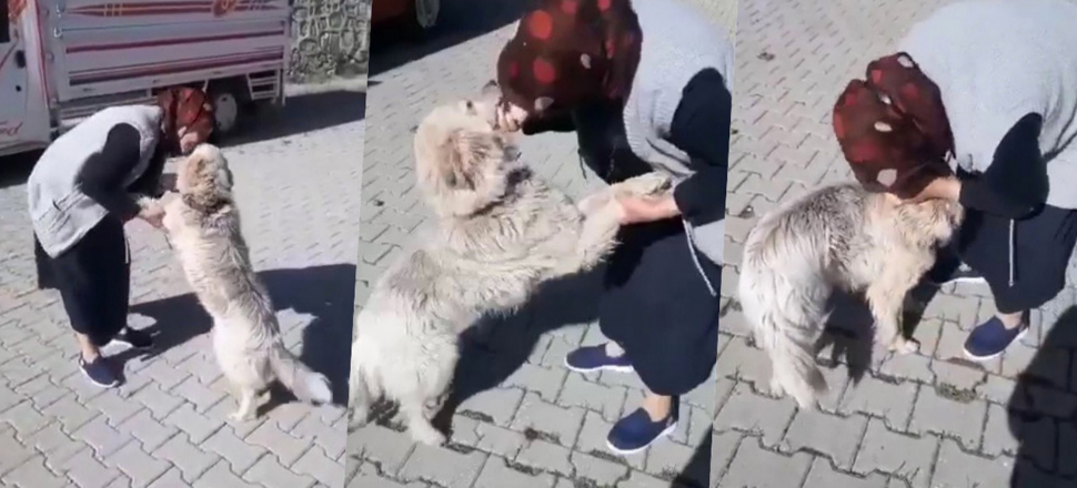 Kayıp köpeğin sahibiyle buluşma anı duygulandırdı