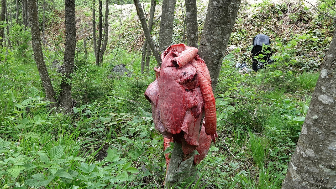 Şehre inen ayılar ortalığı birbirine kattı! Köy halkı böyle önlem aldı