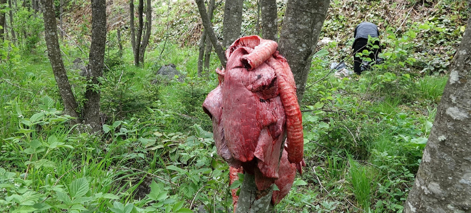 Şehre inen ayılar ortalığı birbirine kattı! Köy halkı böyle önlem aldı