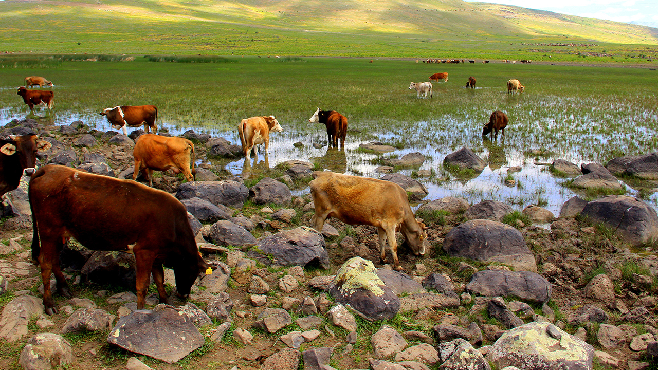 Kuraklık tehlikeli boyutlarda, göllerde sular çekiliyor