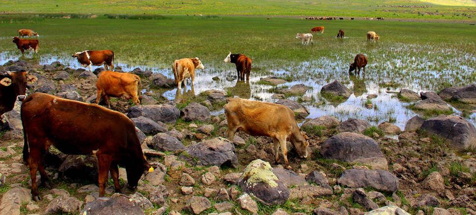 Kuraklık tehlikeli boyutlarda, göllerde sular çekiliyor