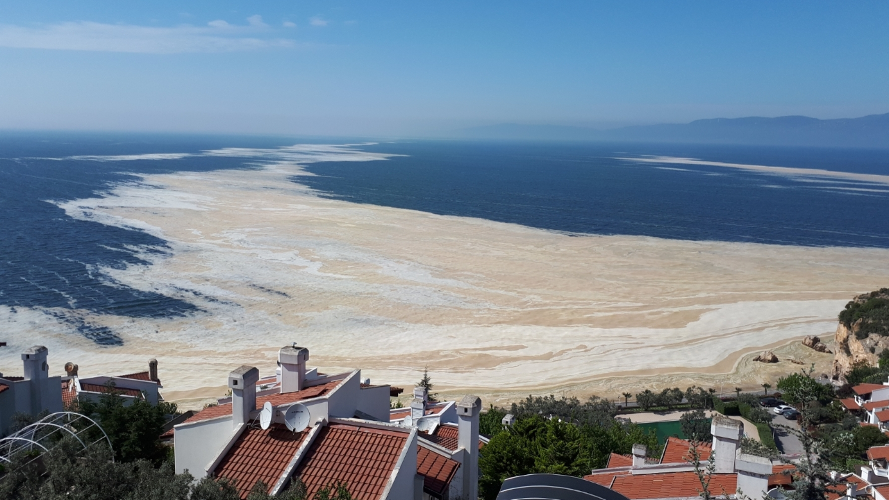 Marmara'yı saran deniz salyası kabusu Ege'ye ilerliyor!