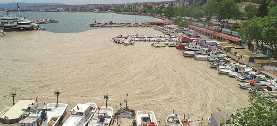 ODTÜ, deniz salyası için harekete geçti!