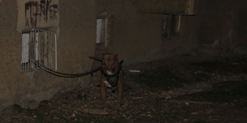 Pitbull 5 yaşındaki çocuğu parçalıyordu