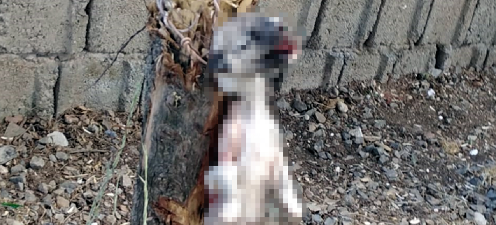 Yavru köpeğin ayaklarını kesip, ağaca astılar