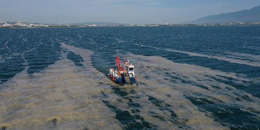 Deniz salyası kabusu mavi bayraklı plajı da vurdu: Kuş bile konamıyor