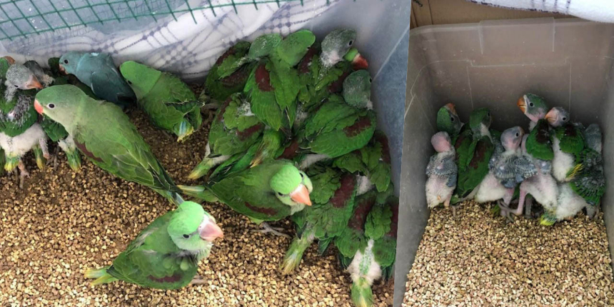 Kanatlı hayvan operasyonununda 38 İskender papağanı kurtarıldı