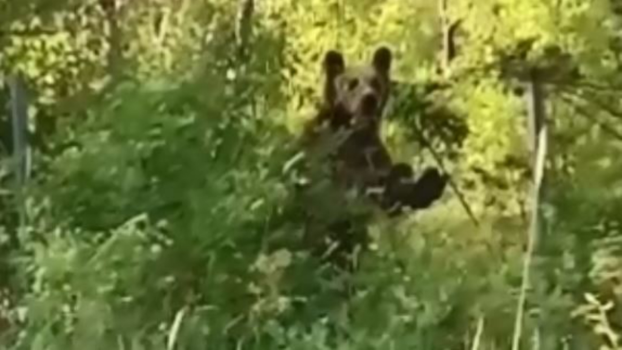 Köye inen ayı paniğe neden oldu