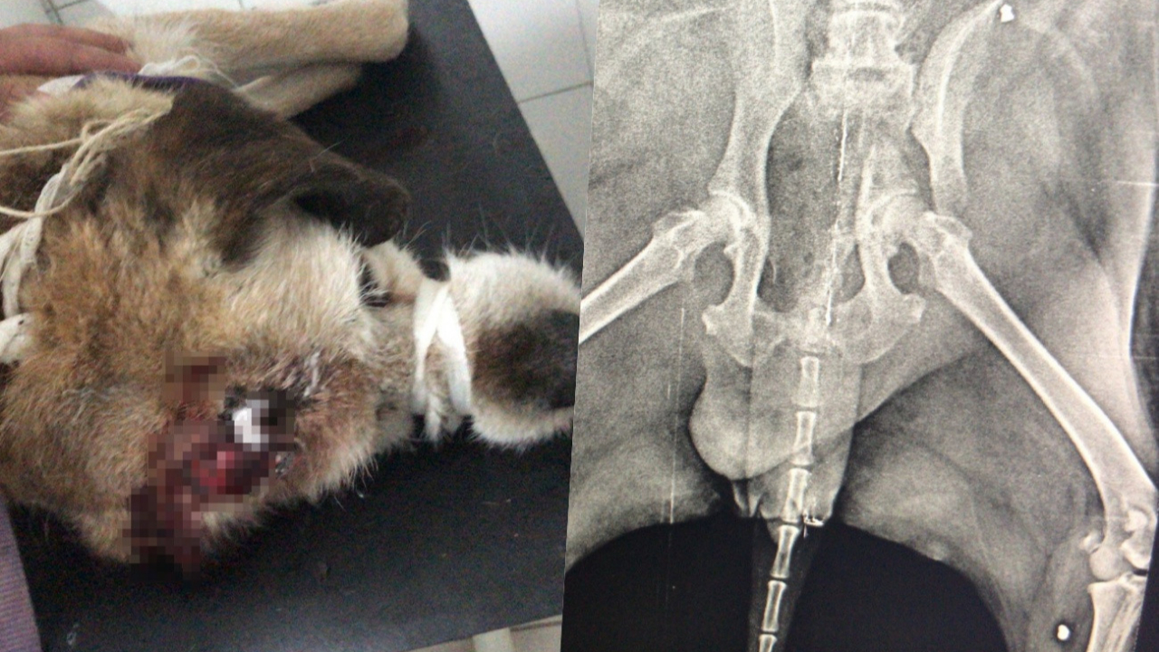 Muğla'da köpeğin röntgenini çeken veterinerler şoke oldu