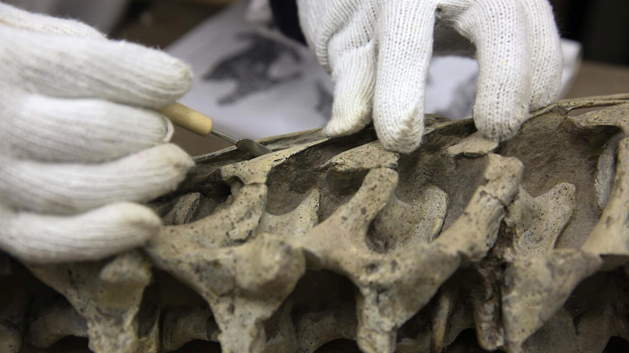 Avustralya’da kıtanın en büyük dinozoru keşfedildi
