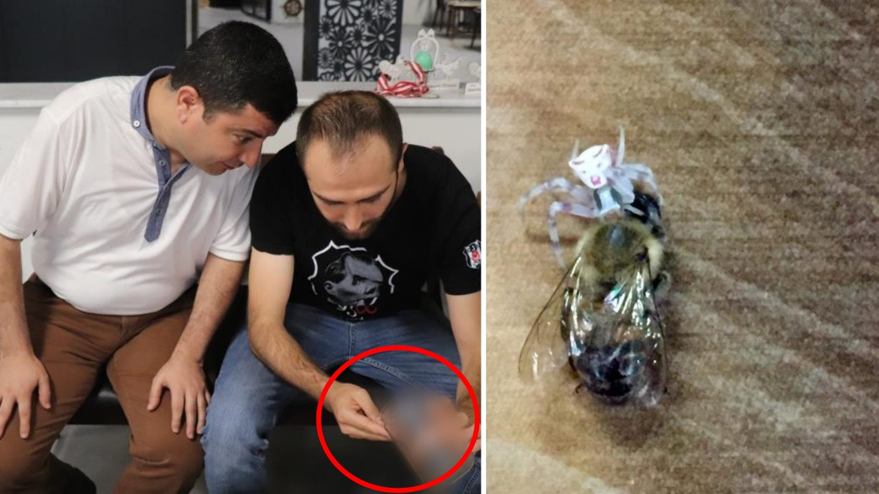 Görenler hayrete düşüyor: Nadir bulunan insan yüzlü örümcek Denizli'de çıktı!