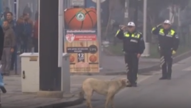 10 Kasım töreninde saygı duruşuna eşlik eden sokak köpeği, herkesi hayrete düşürdü!
