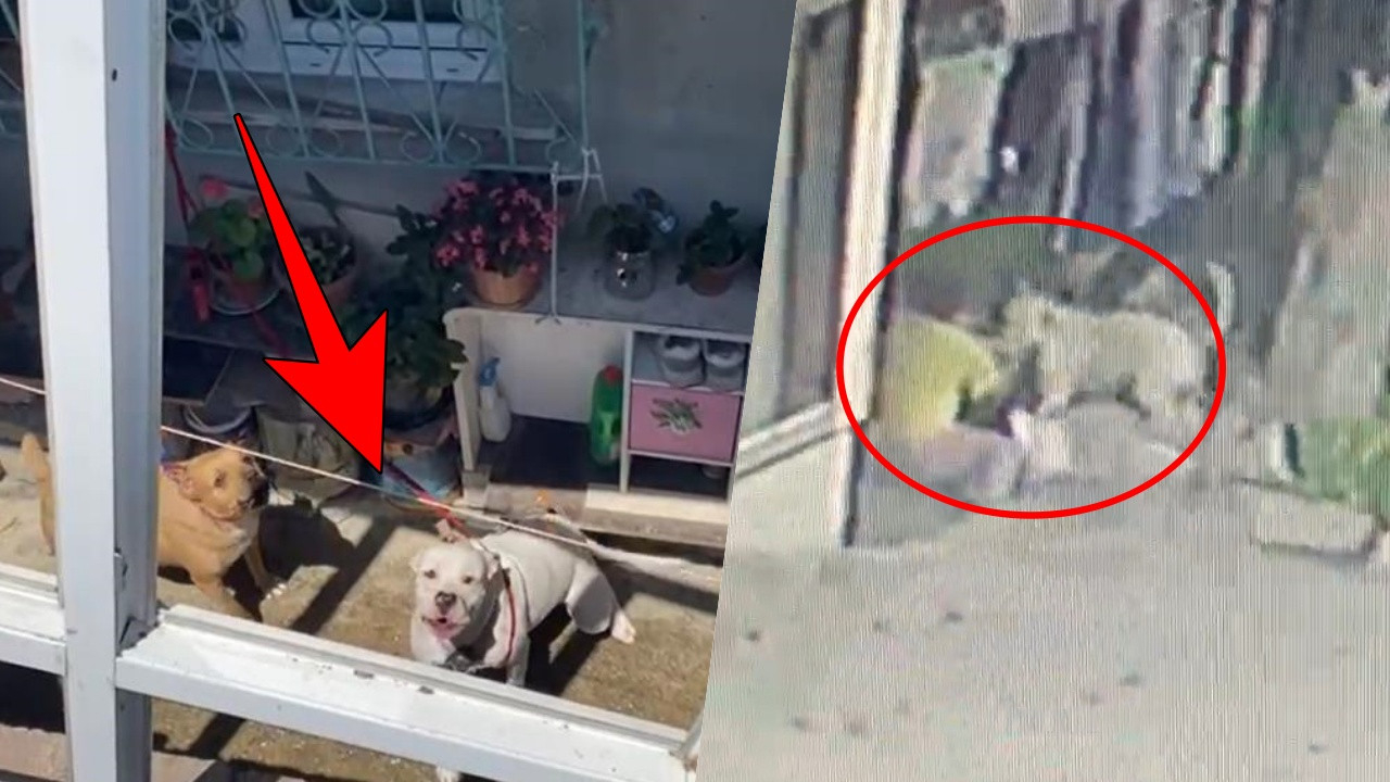 16 yaşındaki genç kızın dehşet anları: Pitbull cinsi köpek saldırdı! Saniye saniye kamerada...