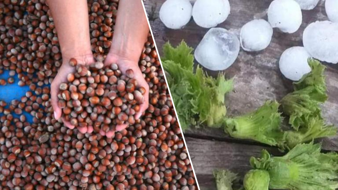 Fındığı don vurdu: 35 liranın üstünde bir fiyat bekliyoruz!