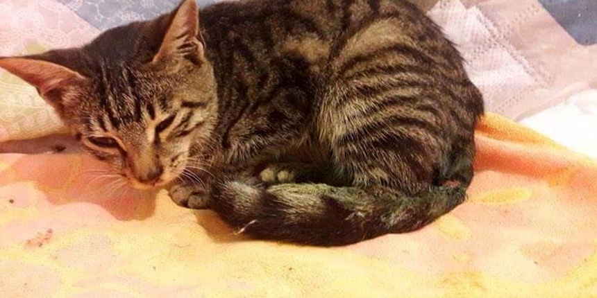 Sokaktan topladığı yavru kedileri fırına atıp pişirdi!