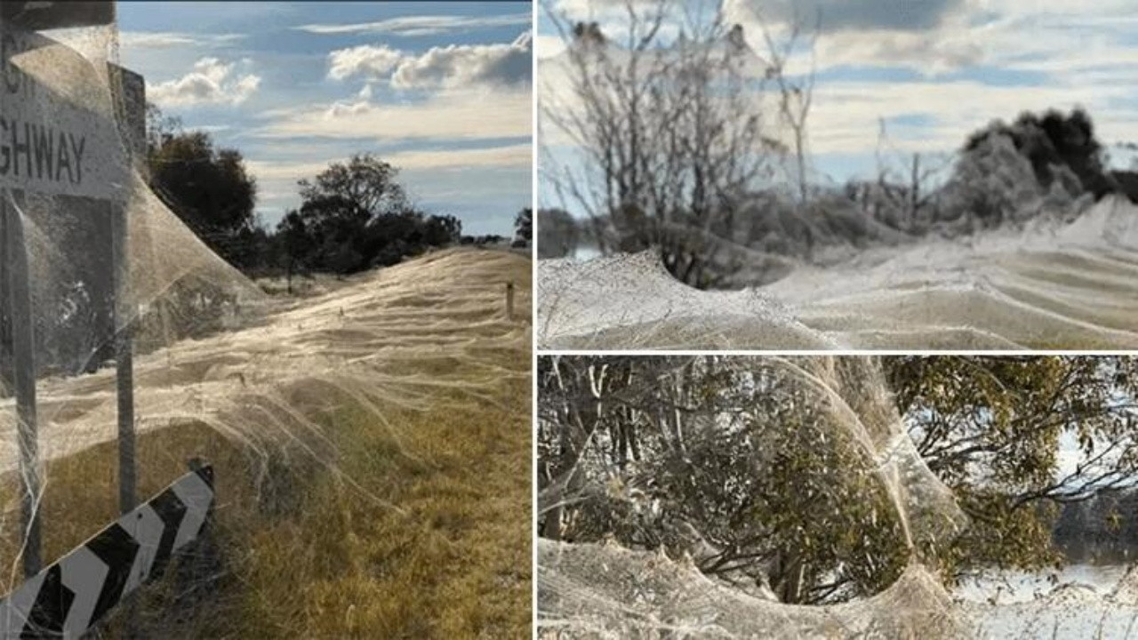 Fare istilası bitmeyen ülkede yeni kabus: Her yeri örümcek ağları sardı!