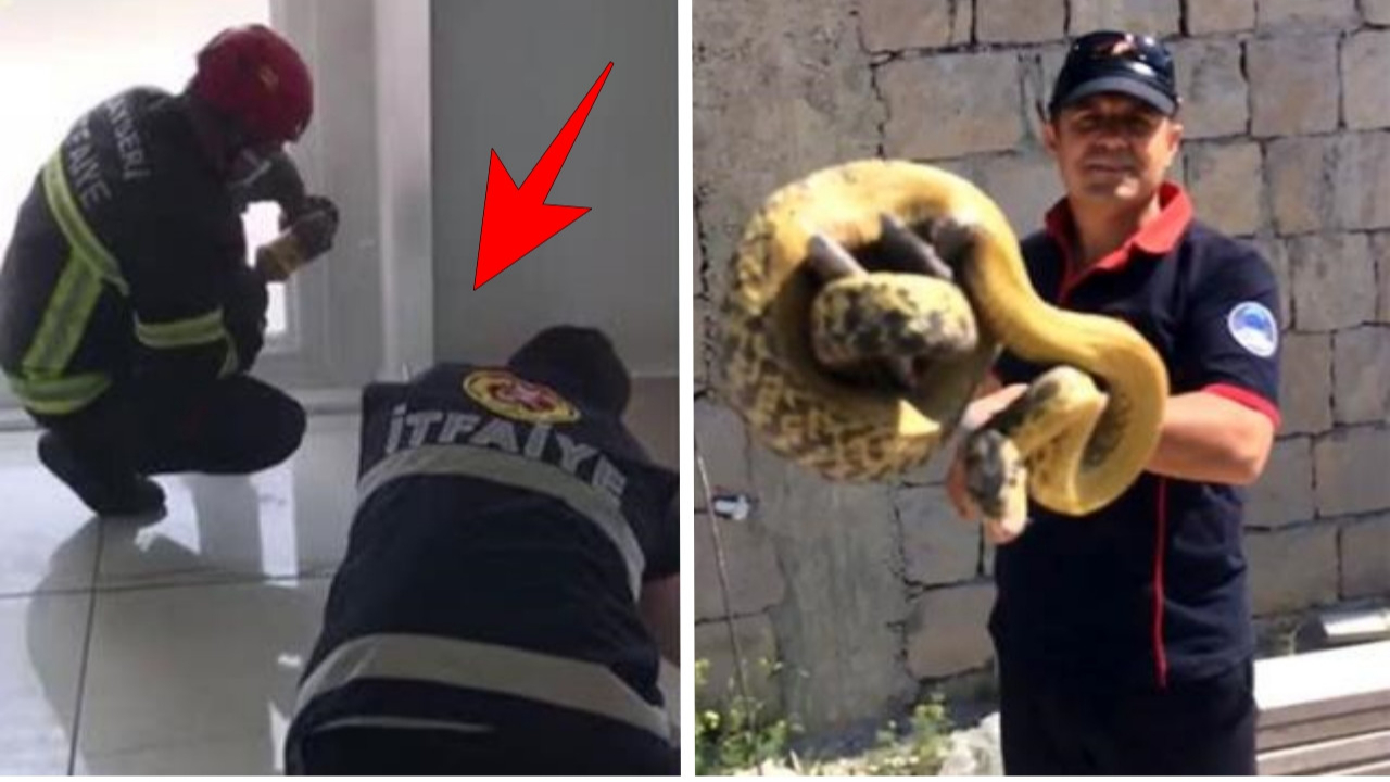 Görenler hayrete düştü! Duvar boşluğundan çıktı: Tam 3 metre...