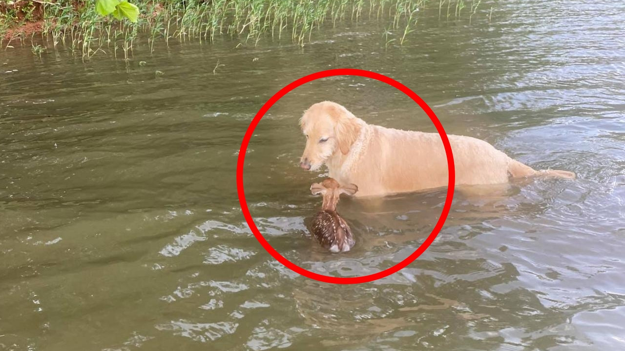 Sosyal medya bu videoyu konuşuyor! Kendisini kurtaran köpeği unutmayan karaca bakın ne yaptı...