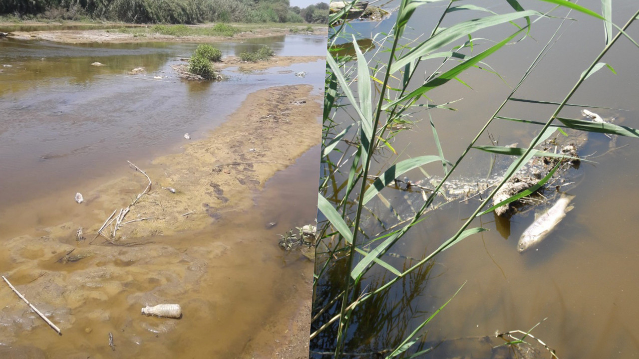 Büyük Menderes Nehri'nde endişelendiren balık ölümleri