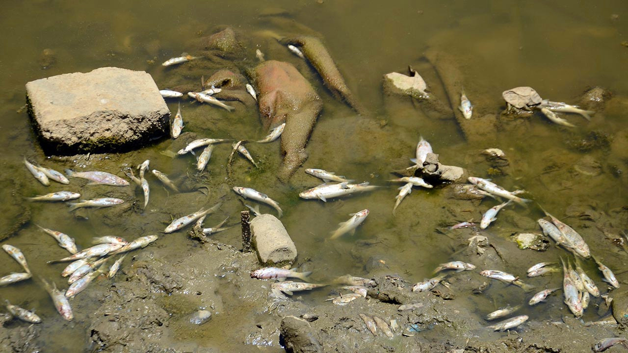 Muş'ta Karasu Nehri'nde korkutan balık ölümleri