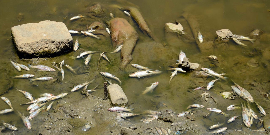 Muş'ta Karasu Nehri'nde korkutan balık ölümleri