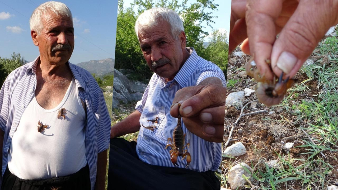 Görenler hayrete düşüyor! Akreplerle tehlikeli oyun