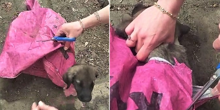 Bunun adı vicdansızlık! Yavru köpeği çuvala kapattılar