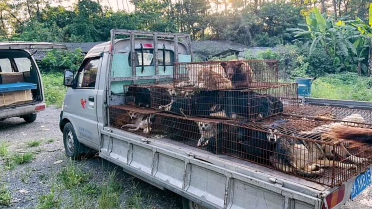 Köpek 'festivali'ne götürülen 68 köpek hayvanseverler tarafından kurtarıldı!