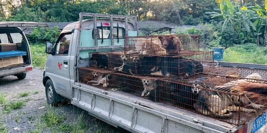 Köpek 'festivali'ne götürülen 68 köpek hayvanseverler tarafından kurtarıldı!