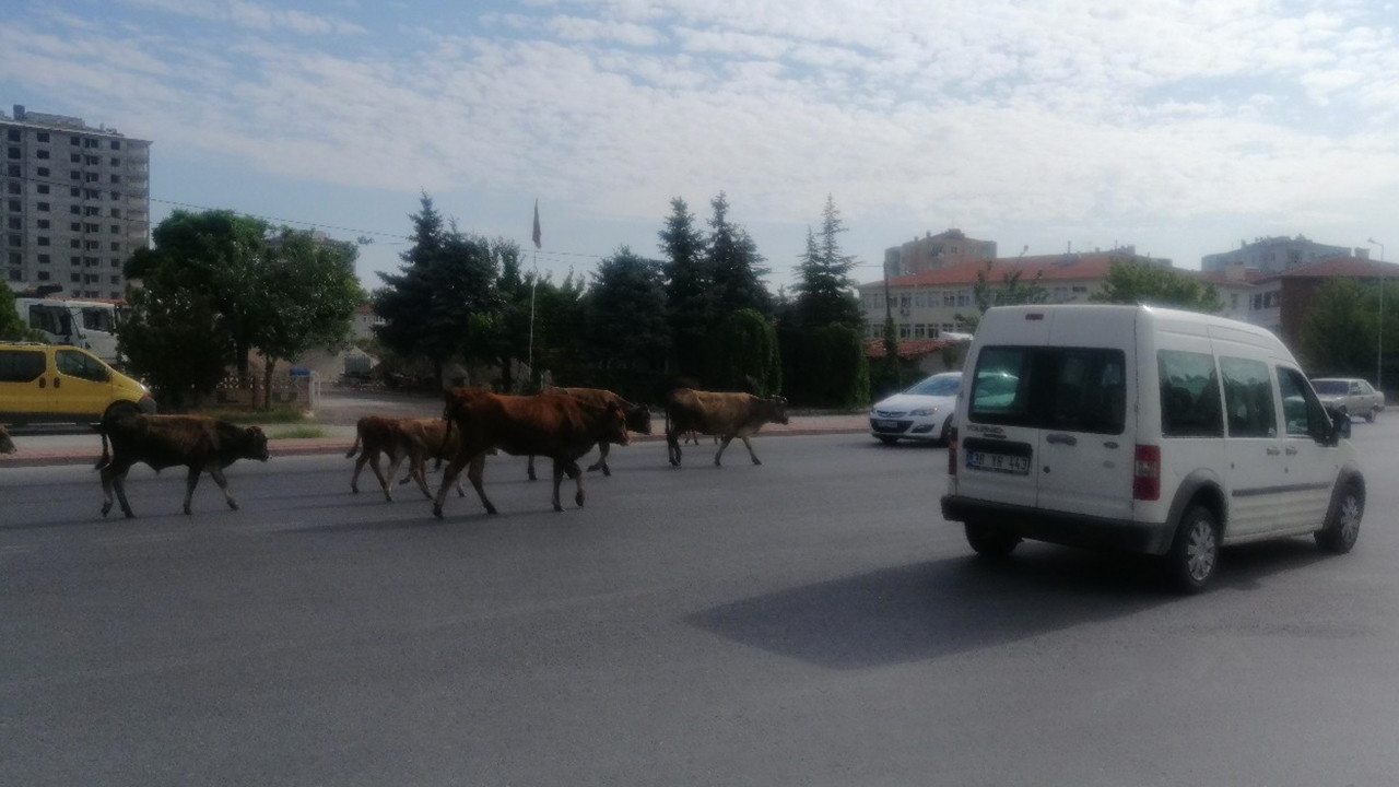 Kayseri'de başıboş büyükbaş hayvan sürüsü, sürücülere zor anlar yaşattı