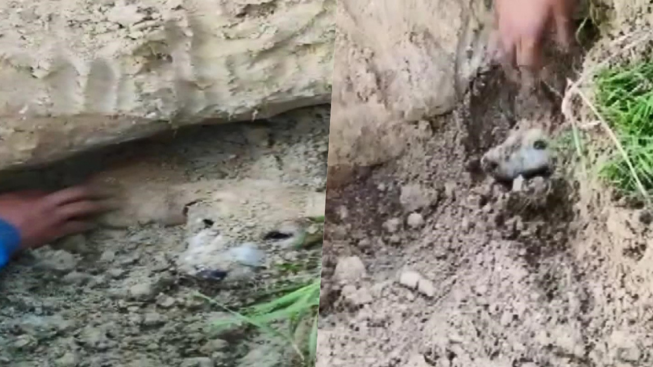 Esenyurt'ta dehşet! Köpek yavrularını diri diri toprağa gömdüler!