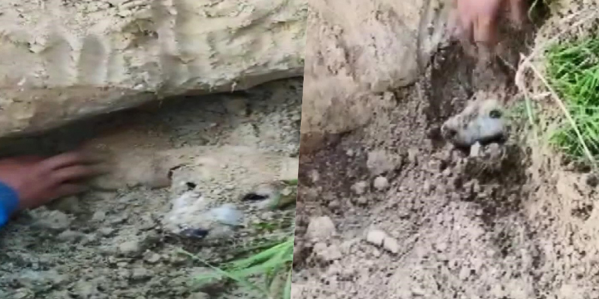 Esenyurt'ta dehşet! Köpek yavrularını diri diri toprağa gömdüler!