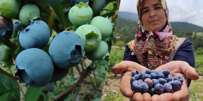 Nadir bulunan yaban mersini yetiştirdi, kilosunu 100 liradan satıyor