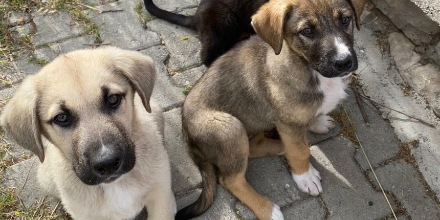 Şunlara kıymışlardı! Başı kesik köpeklerle ilgili gelişme: 2 kişi gözaltında