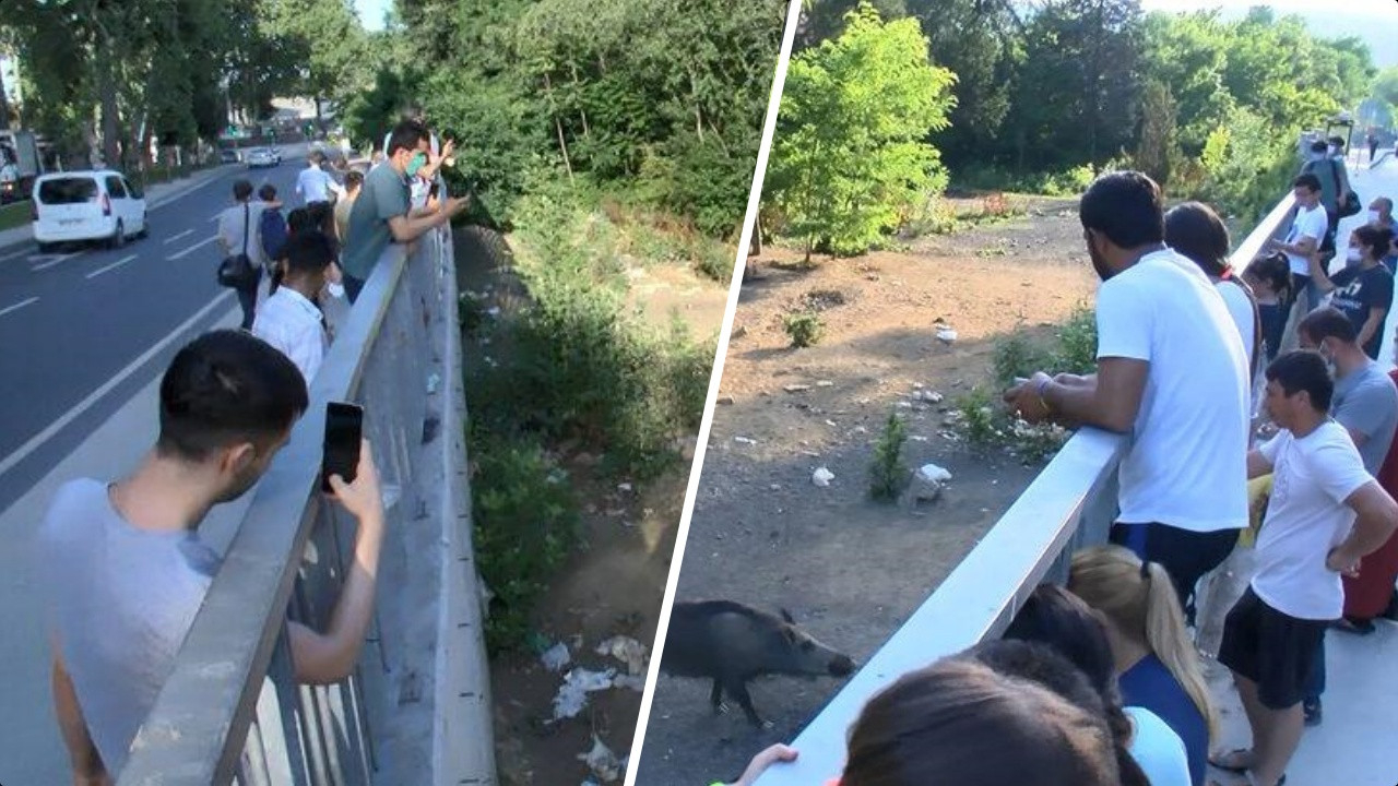 5 yıl önce başladı! Vatandaşlar her gün izlemeye geliyor: İşte domuz tribünü!
