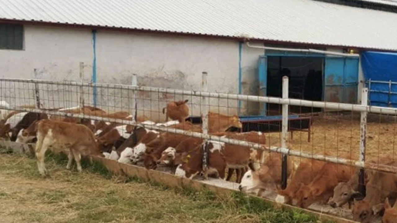 Dolandırıcılar 90 milyon liralık vurgunla çiftlik kurdu