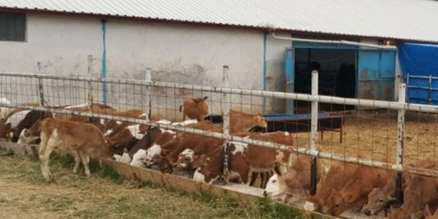 Dolandırıcılar 90 milyon liralık vurgunla çiftlik kurdu