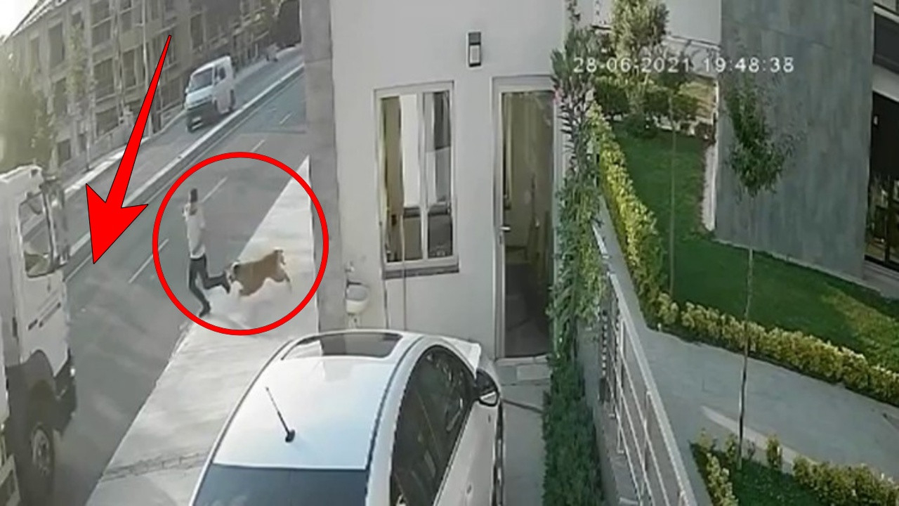 Korkunç olay: Havlayan köpekten korkup yola sıçradı, hızla gelen kamyona çarptı!