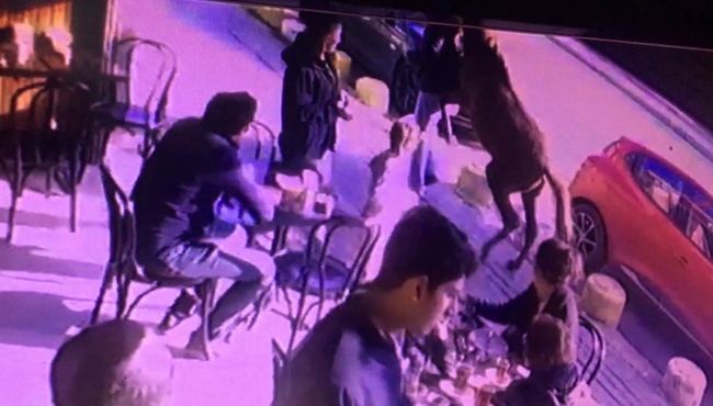 Sarıyer'de at dehşeti...