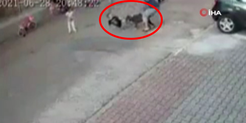 Pitbull 9 yaşındaki çocuğa saldırdı: 2 kişi gözaltında