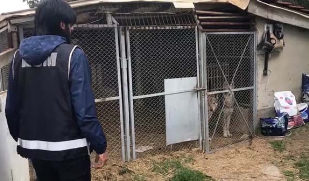 İstanbul Kaçakçılık Şubesi baskın yaptı: Bengal kedisi ve yabani kurtlar ele geçirildi