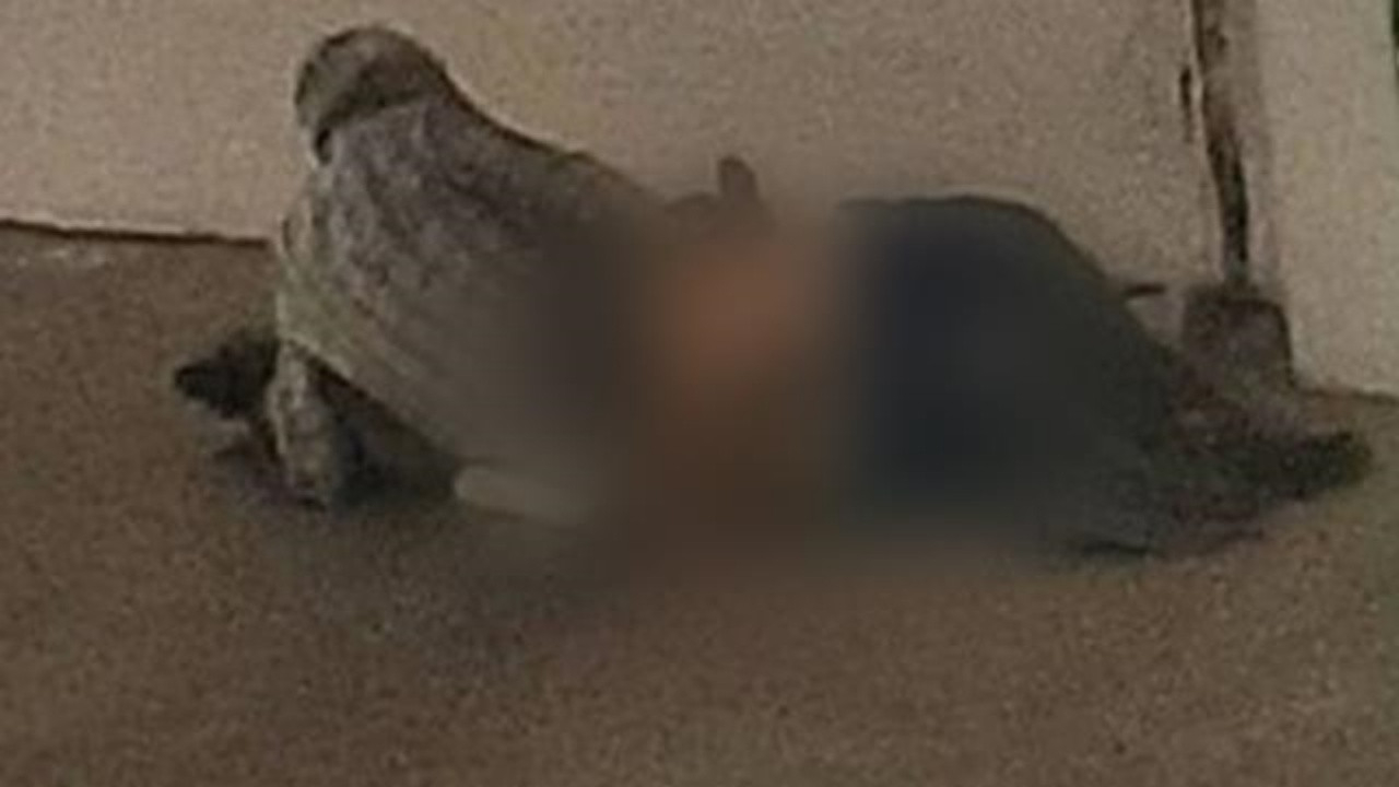 Sokak ortasında köpeğe tecavüz ederken yakalandı! Sapığın serbest bırakılması tepki çekti!