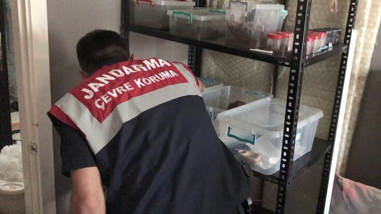 İstanbul'da jandarmayı şaşkına çeviren operasyon: Böylesi görülmedi